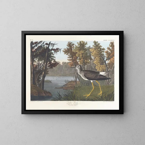 Pied jaune - John James Audubon — inramlat konstverk på väggen