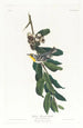 Paruline à gorge jaune - John James Audubon — vy av konstverket