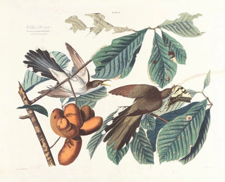 John James Audubon - Yellowbilled cuckoo.webp