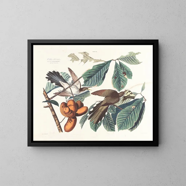Coucou à bec jaune - John James Audubon — inramlat konstverk på väggen