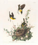 Paruline polyglotte - John James Audubon — vy av konstverket