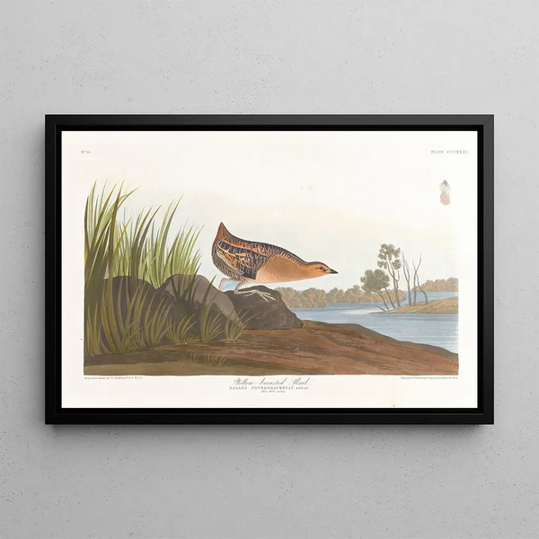 Râle à poitrine jaune - John James Audubon — inramlat konstverk på väggen