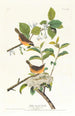 Paruline à poitrine jaune - John James Audubon — vy av konstverket