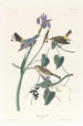 Paruline à couronne jaune - John James Audubon — vy av konstverket