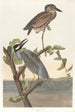 Héron couronné - John James Audubon — vy av konstverket