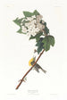 Viréo à gorge jaune - John James Audubon — vy av konstverket