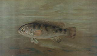 John L Petrie - The California Redfish or Fathead Pimelometopon pulcher.webp