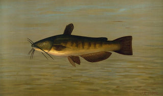 John L Petrie - The Common Bullhead or Horned Pout Amiurus nebulosus.webp
