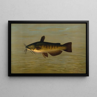 John L Petrie - The Common Bullhead or Horned Pout Amiurus nebulosus.webp