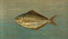 Le poisson-dollar ou poisson-butter, Rhombus triacanthus - John L. Petrie — vy av konstverket
