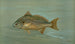 Le Kingfish Whiting eller Barb Mentichirrhus nebulosus - John L. Petrie — vy av konstverket