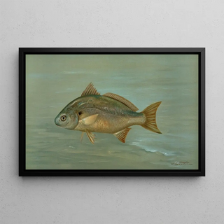 John L Petrie - The Kingfish Whiting or Barb Mentichirrhus nebulosus.webp