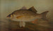 Le Brochet Lucius lucius - John L. Petrie — vy av konstverket