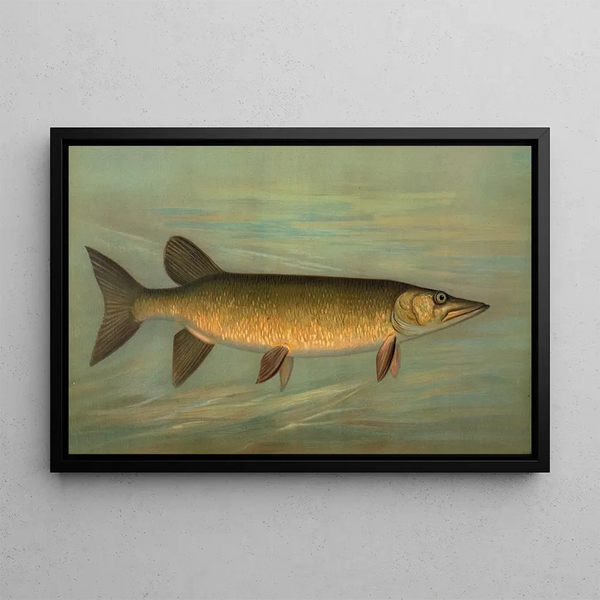 John L Petrie - The Rock Bass Ambloplites rupestris.webp