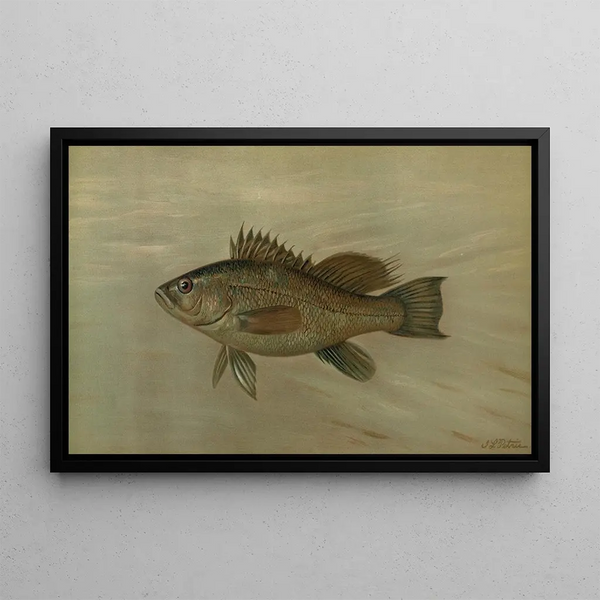 John L Petrie - The Sea Bass Centropristes striatus.webp