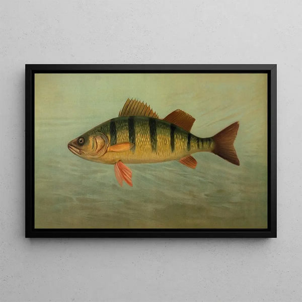 John L Petrie - The Spot or Lafayette Leiostomus xanthurus.webp