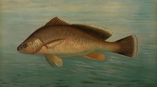 John L Petrie - The Yellow Perch Perca flaverscens.webp
