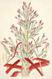 Collectanea botanica Pl01 - John Lindley — vy av konstverket