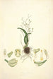 Collectanea botanica Pl02 - John Lindley — vy av konstverket