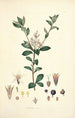 Collectanea botanica Pl03 - John Lindley — vy av konstverket