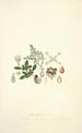 Collectanea botanica Pl04 - John Lindley — vy av konstverket