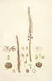 Collectanea botanica Pl05 - John Lindley — vy av konstverket