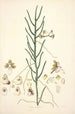 Collectanea botanica Pl06 - John Lindley — vy av konstverket