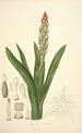 Collectanea botanica Pl08 - John Lindley — vy av konstverket
