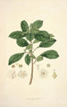 Collectanea botanica Pl09 - John Lindley — vy av konstverket