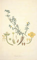 Collectanea botanica Pl10 - John Lindley — vy av konstverket