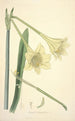 Collectanea botanica Pl11 - John Lindley — vy av konstverket