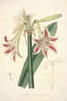 Collectanea botanica Pl12 - John Lindley — vy av konstverket