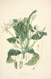 Collectanea botanica Pl13 - John Lindley — vy av konstverket