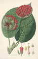 Collectanea botanica Pl14 - John Lindley — vy av konstverket