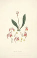 Collectanea botanica Pl15 - John Lindley — vy av konstverket