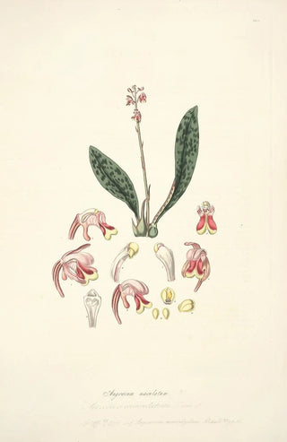 John Lindley - Collectanea botanica Pl15.webp