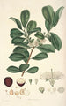 Collectanea botanica Pl16 - John Lindley — vy av konstverket