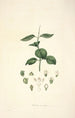 Collectanea botanica Pl17 - John Lindley — vy av konstverket