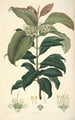 Collectanea botanica Pl18 - John Lindley — vy av konstverket