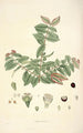 Collectanea botanica Pl19 - John Lindley — vy av konstverket