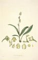 Collectanea botanica Pl20 - John Lindley — vy av konstverket