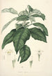 Collectanea botanica Pl21 - John Lindley — vy av konstverket