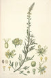 Collectanea botanica Pl22 - John Lindley — vy av konstverket