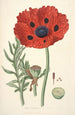 Collectanea botanica Pl23 - John Lindley — vy av konstverket