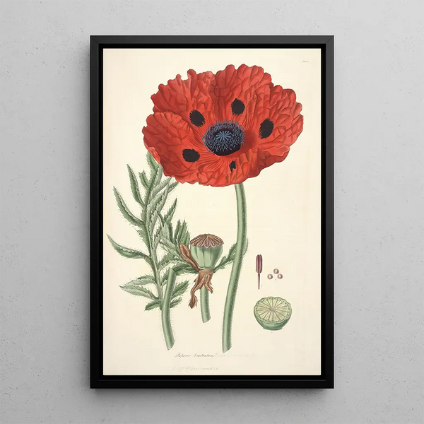 John Lindley - Collectanea botanica Pl23.webp