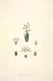 Collectanea botanica Pl24 - John Lindley — vy av konstverket