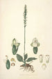 Collectanea botanica Pl25 - John Lindley — vy av konstverket