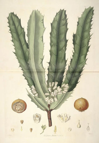 John Lindley - Collectanea botanica Pl26.webp