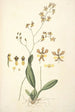 Collectanea botanica Pl27 - John Lindley — vy av konstverket