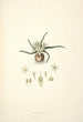 Collectanea botanica Pl28 - John Lindley — vy av konstverket